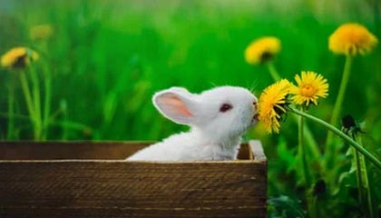 中超榜首易主 保级战陷入混乱